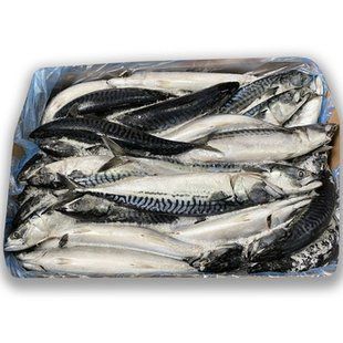Риба Скумбрiя 400\600 18кг\~5кг Ісландія Морож 26828 фото